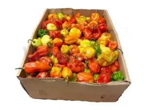 Hot pepper