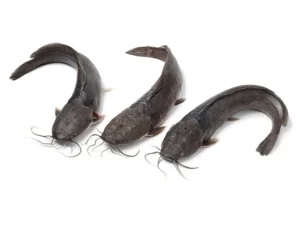 Frozen Catfish Whole