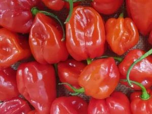 Uganda Hot pepper/Scotch Bonnet