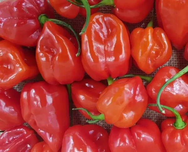 Uganda Hot pepper/Scotch Bonnet