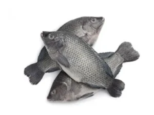 Whole Tilapia Fish